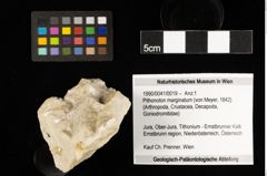 Foto (Objekt + Etiketten) von Pithonoton marginatum (von Meyer, 1842) (NHMW-GEO-1990-0041-0019)